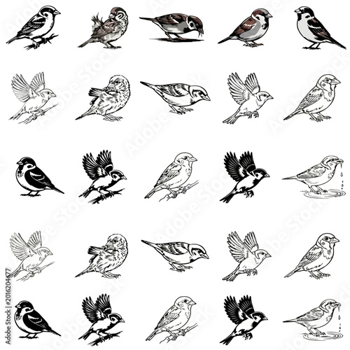 A collection of various bird species illustrated in black and white poses