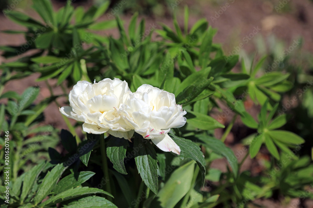 Fototapeta premium Closeup of two white Peony blooms, Lincolnshire England