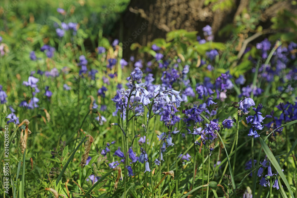 Fototapeta premium Macro image of Bluebells in dappled Spring sunlight, Lincolnshire England 