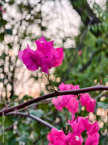 Pink bougainvillea blooming beautifully with soft natural bokeh 🌸✨