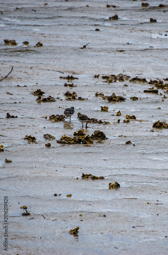 El vuelvepiedras rojizo (Arenaria interpres) es un pequeño pájaro zancudo cosmopolita, una de las dos especies de vuelvepiedras del género Arenaria