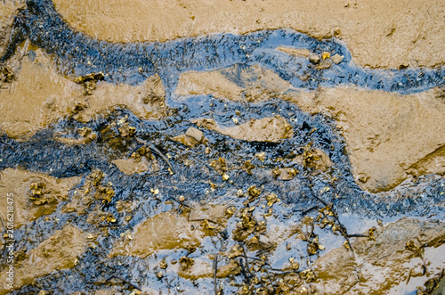 El vuelvepiedras rojizo (Arenaria interpres) es un pequeño pájaro zancudo cosmopolita, una de las dos especies de vuelvepiedras del género Arenaria
