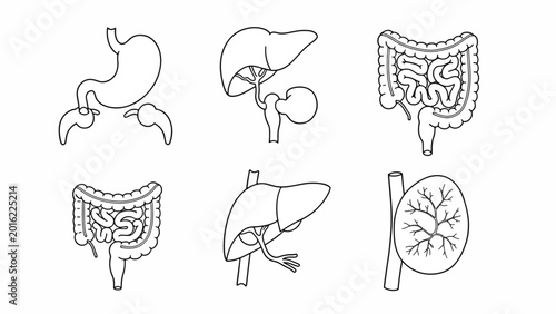 Human Internal Organs Digestive System Anatomy.