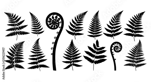 Collection of black fern leaf silhouettes and fiddlehead fronds isolated on a white background