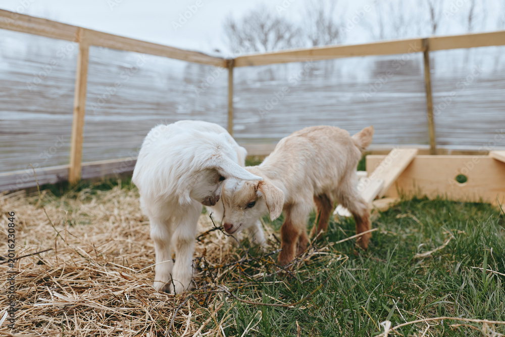 Naklejka premium Two young goats gently touch heads in a fenced outdoor pen with grass and straw, creating a tender and playful moment in a natural lifestyle setting.