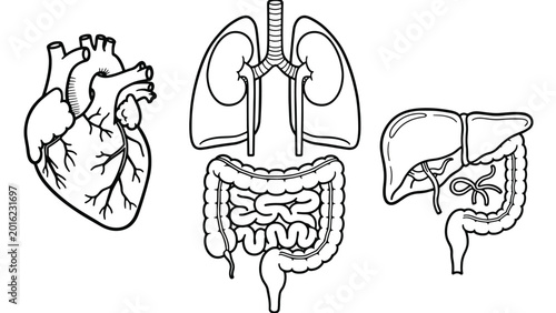 Human Internal Organs Anatomy Illustration.
