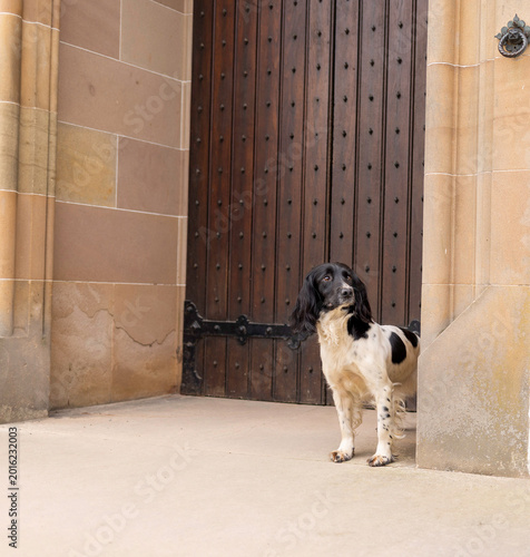 Foto Springer at castle door