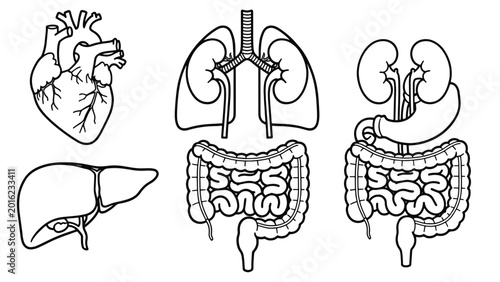 Human Internal Organs Digestive System.