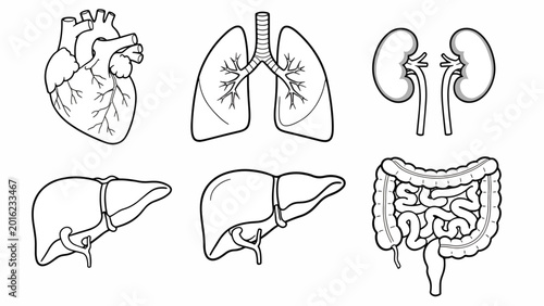 Human Internal Organs Anatomy Illustration.