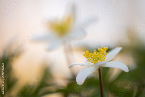 Anemone nemorosa, the beautiful and so attractive wild anemone,...now it's spring!