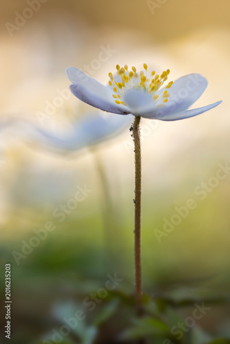 Anemone nemorosa, the beautiful and so attractive wild anemone,...now it's spring!