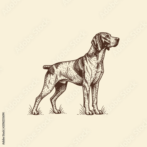 German Shorthaired Pointer dog standing in profile, vintage style illustration.
