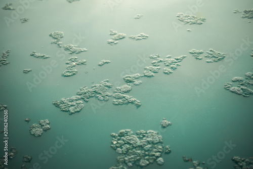 Bild auf Leinwand Teal Water Surface With Floating Algae Clusters And Organic Abstract Texture Pat