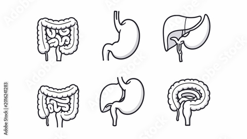 Human digestive system organ illustrations.