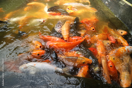 Canvas Print A beautiful display of nature featuring many koi fish swimming in unison within a murky green water environment