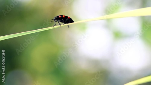 Macro shot of a bright black and red Poisonous Blister Beetle, Mylabris pustulata