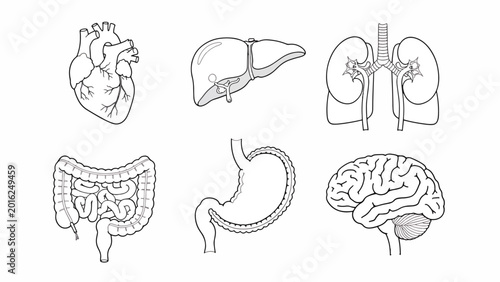 Human Internal Organs Line Drawings.