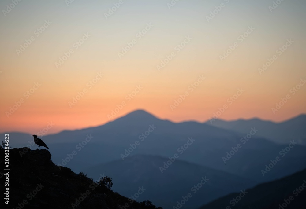 Fototapeta premium Silhouette of a bird with sunset over mountain range