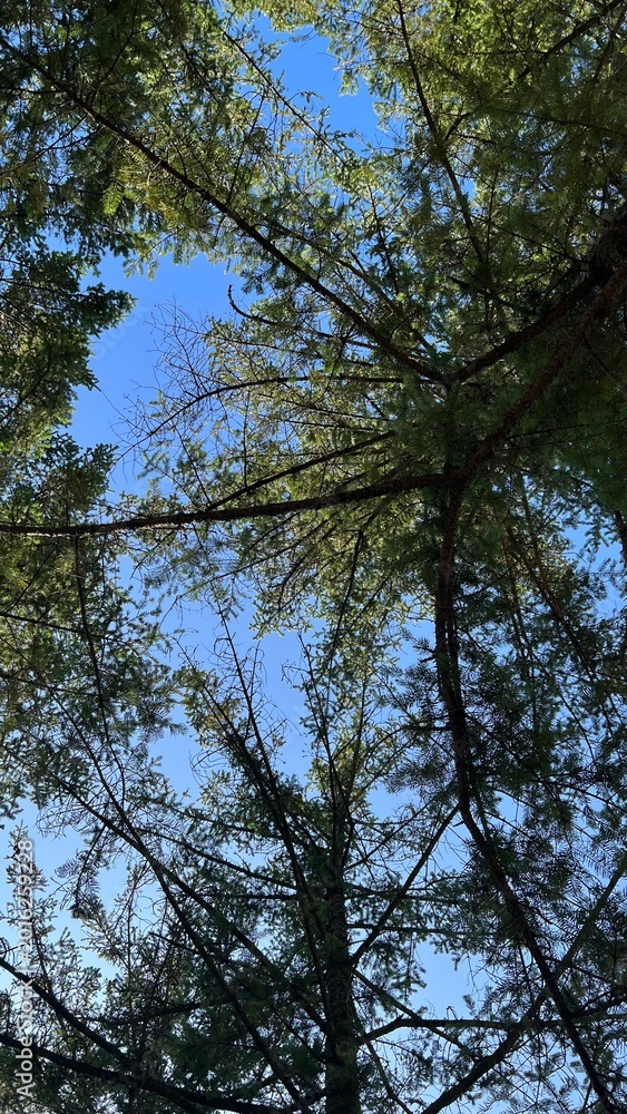 Fototapeta premium Looking up at pine trees against blue sky