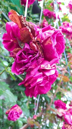 Dried dark pink rose blossoms with brown withered petals hanging from green garden bush branches during summer season ending