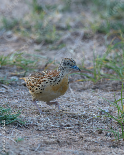 Photography Small Buttonquail (Turnix sylvaticus) photographed on open farmland habitat near Nalsarovar, Gujarat, India