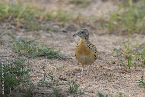 Photography Small Buttonquail (Turnix sylvaticus) photographed on open farmland habitat near Nalsarovar, Gujarat, India