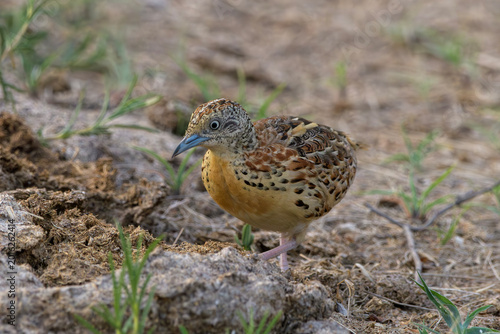 Photography Small Buttonquail (Turnix sylvaticus) photographed on open farmland habitat near Nalsarovar, Gujarat, India