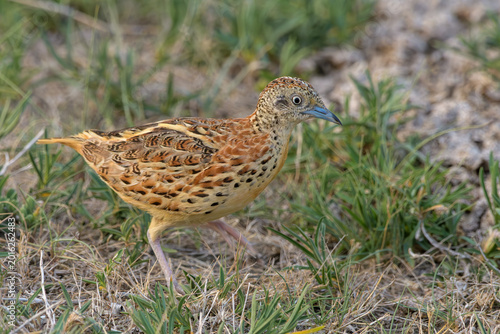 Photography Small Buttonquail (Turnix sylvaticus) photographed on open farmland habitat near Nalsarovar, Gujarat, India