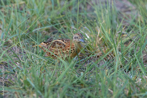 Photography Small Buttonquail (Turnix sylvaticus) photographed on open farmland habitat near Nalsarovar, Gujarat, India