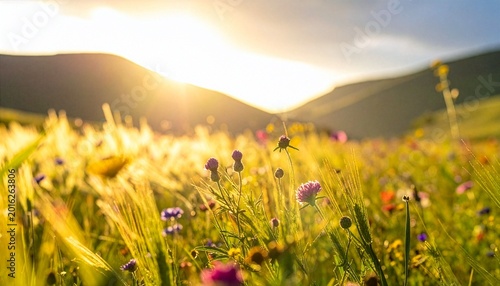 Wildflower field in mountain valley during golden sunset
