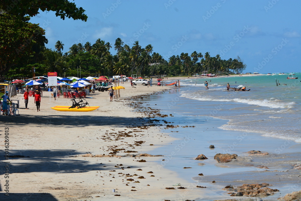 Fototapeta premium maragogi - alagoas