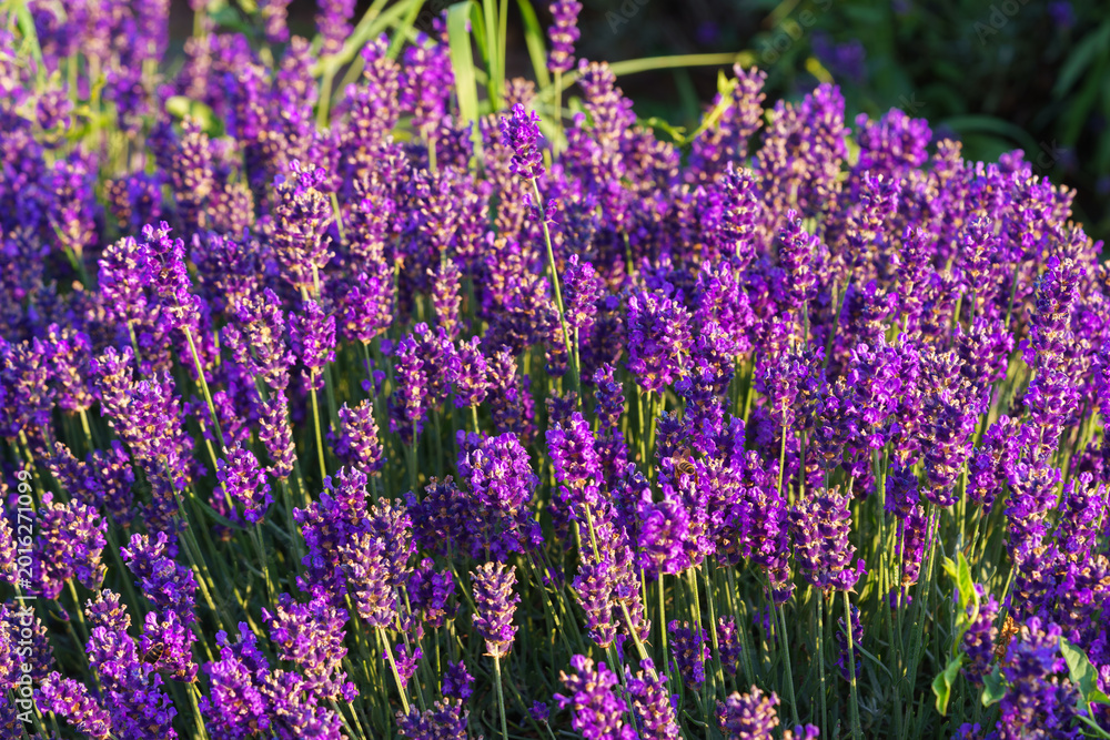 Obraz premium Close up, macro view of vibrant purple lavender flowers in soft evening sunlight. Golden light, delicate texture and fragrant essence of blooming plants in full summer. Natural background, lanscape