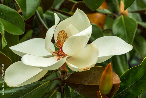 Southern Magnolia Blossom with Rain Drops on Petals