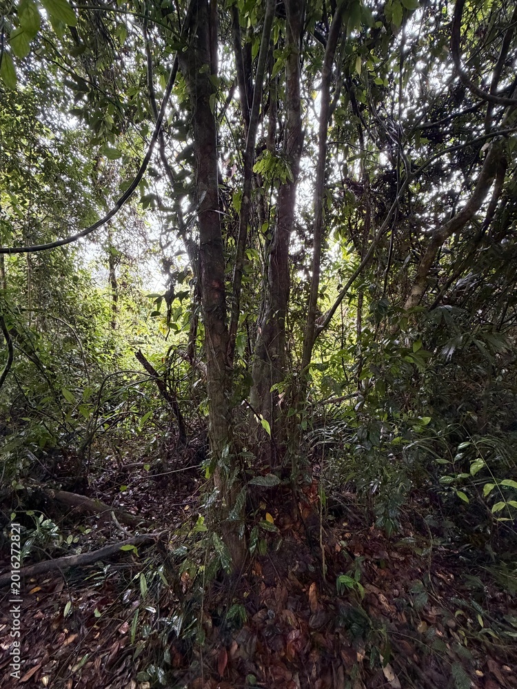 Fototapeta premium trees in the forest