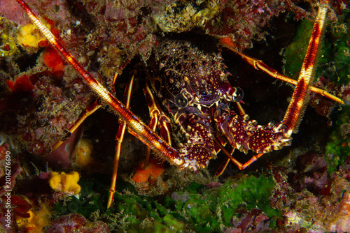 Striped Antennae Hideout – Palinurus elephas in Dark Reef Crevice