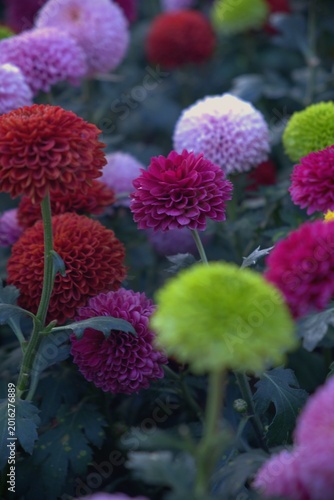 Colorful dahlias