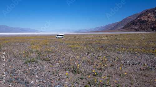 Vast field of yellow wildflowers blooming in Death Valley National Park.