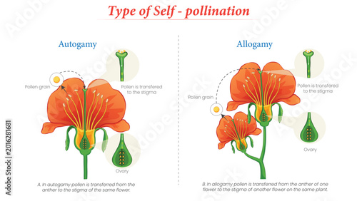 Photos Botanical Illustration Explaining Types of Self Pollination With Flower Structur