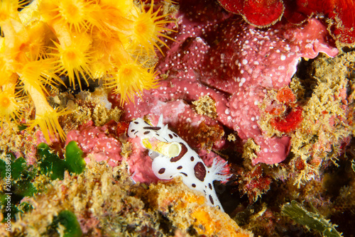 Leopard-spotted Nudibranch (Peltodoris atromaculata) on pink sponge with yellow anemones, Spain
