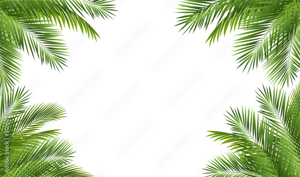 Obraz premium Green Palm Tree Branch Isolated With White Background