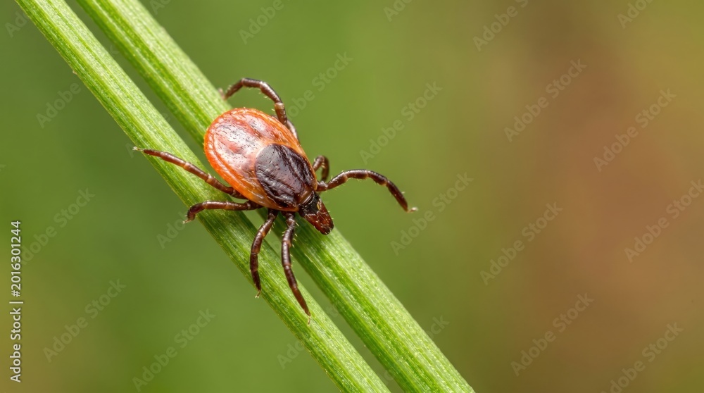 Fototapeta premium Close-up of Ixodes scapularis tick on grass, a vector for Lyme disease. Recognize infection risks and ecological impact.