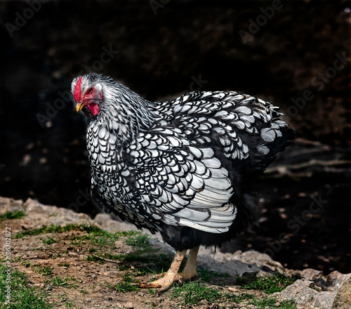 Photos Variegated chicken at the farm yard