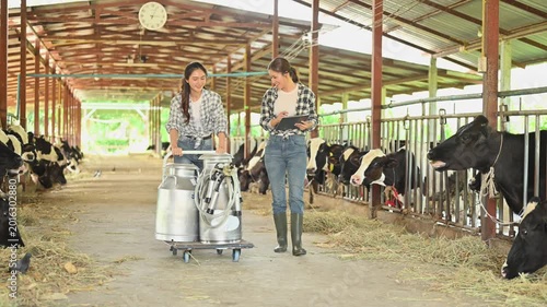 Two female farm workers inspect dairy cows inside a barn, pointing and discussing while transporting milk cans,