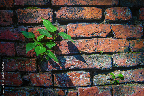 Small Bodhi tree growing on ancient red brick wall.