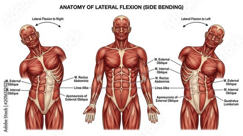 Anatomy of human torso showing lateral flexion of the spine and muscles