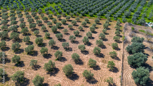 Aerial View of Olive Tree (Olea europaea) Plantation and Agricultural Land in Izmir Turkey