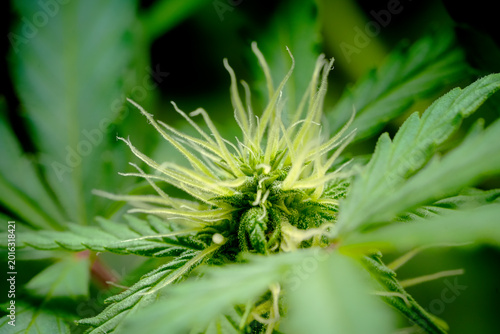 Foto Macro shot of young White Widow cannabis plant developing first flowers with whi