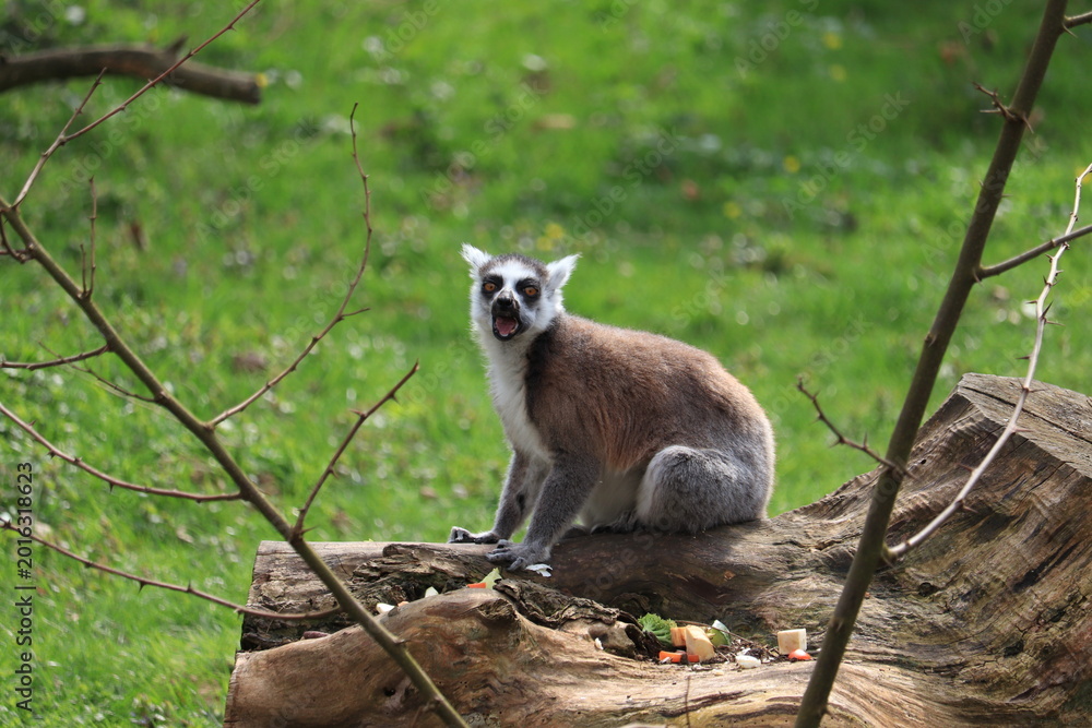 Naklejka premium Ring-tailed lemur sitting on log with open mouth