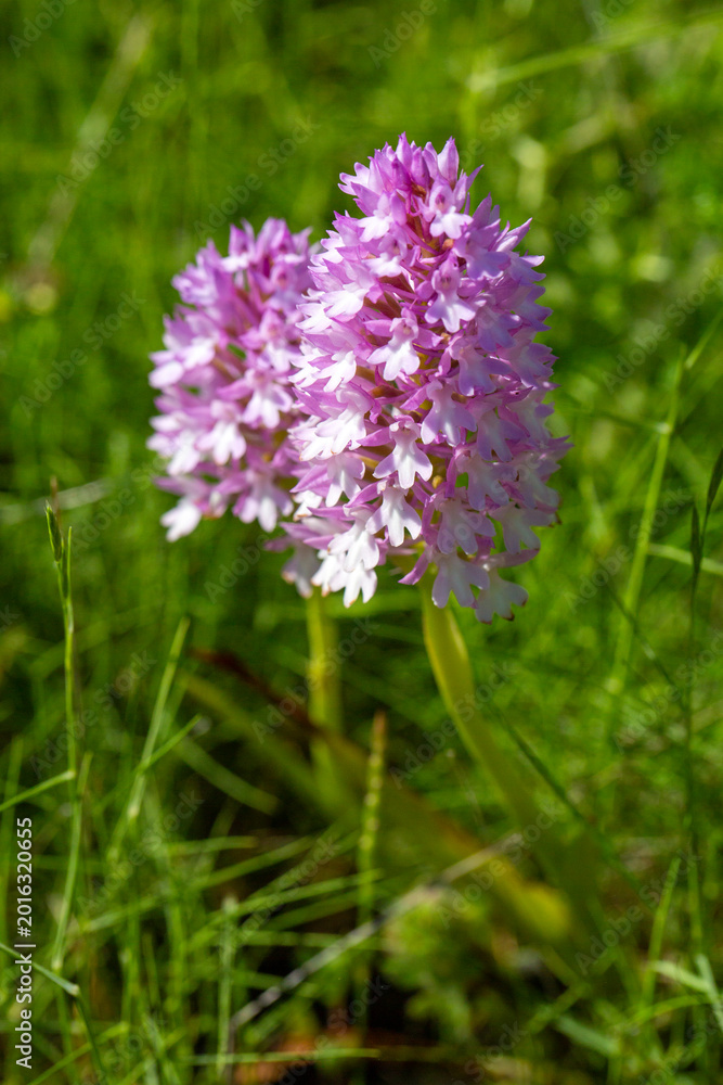Fototapeta premium Pyramidal Orchid (Anacamptis pyramidalis) Wildflower Blooming in Mediterranean Grassland