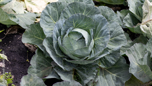 Close-up of a healthy green cabbage growing in a cultivated vegetable garden. Fresh organic produce with detailed leaves and water droplets, showcasing sustainable agriculture, farming, and natural fo